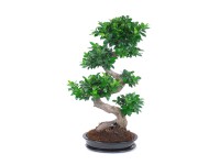 Fikus (Ficus) Retusa Thais - don. 42 cm