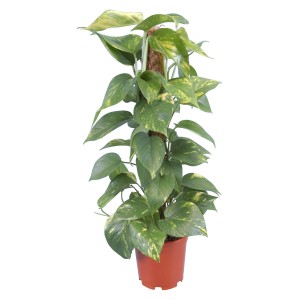 Epipremnum złote 'Aureum' na paliku z mchu w doniczce, pnąca roślina doniczkowa o zielono-żółtych liściach.