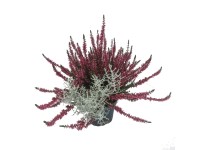 Kompozycja jesienna 2 rośliny don. 13 cm