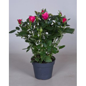 Różowa róża rabatowa w doniczce. Kompaktowa róża z zielonymi liśćmi i pąkami kwiatów.