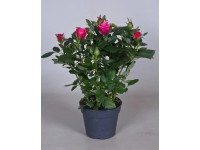 Róża Patio hit ciemny róż 1- 24cm don. 13cm