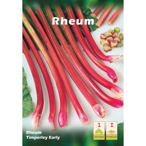 Rabarbar 'Timperley Early': Czerwone łodygi i zielone liście, idealne do uprawy warzyw.