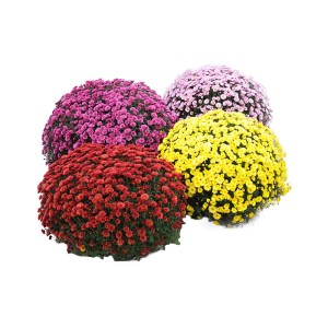 Cztery kwitnące chryzantemy w kolorze czerwonym, żółtym, różowym i fioletowym.