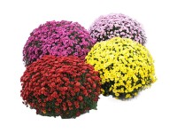 Chryzantema XXL (Chrysanthemum) don. 21 cm