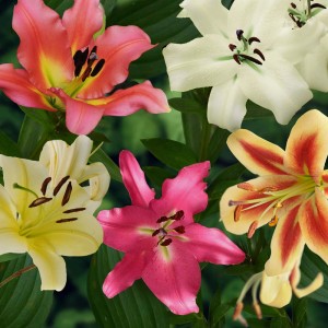 Różnokolorowe kwiaty lilii jako cebulki kwiatowe kategorii t.b.t.