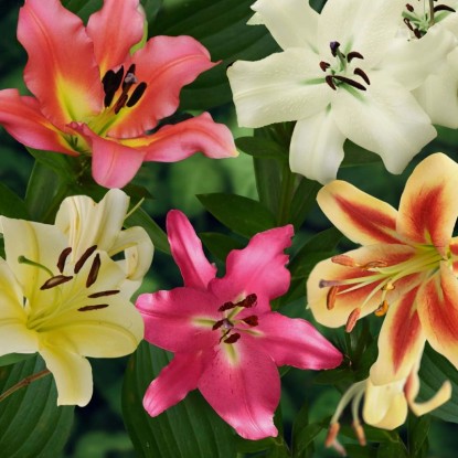 Lilia Drzewiasta mix - 5 szt.