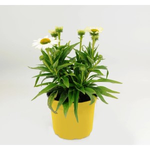 t.b.t. w żółtej doniczce, dekoracyjna roślina doniczkowa z białymi kwiatami.