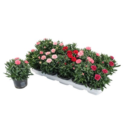 Goździk ogrodowy Dianthus Caryophyllus Oscar, wys. 10-15 cm