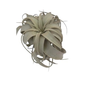 Jasna Tillandsia (Oplątwy i bromelie) ze spiralnymi liśćmi.