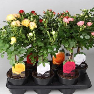 Różnokolorowe róże rabatowe w doniczkach na tacy.