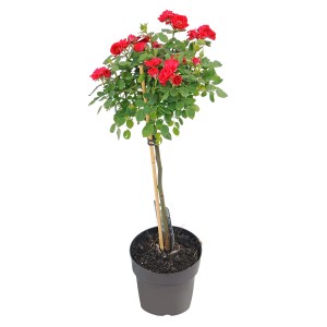 Róża pienna w doniczce, wys. ok. 50-60 cm, z czerwonymi kwiatami.
