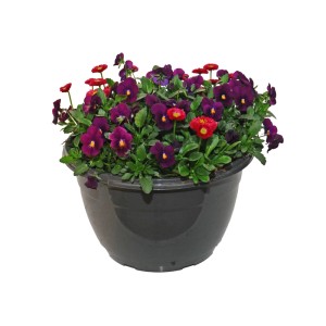 Kompozycja bratki i stokrotki w misie - don. 27 cm