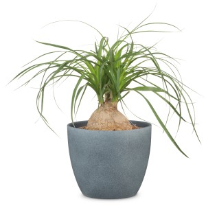 Osłonka Scheurich 920 Dark Stone, Ø 25 cm, z rośliną noga słonia.