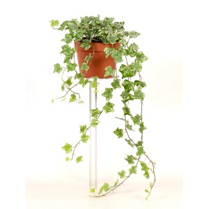 GROW by OBI Bluszcz w doniczce, biało-pstre liście, pnący.