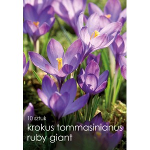 Cebulki kwiatowe krokus 'Ruby Giant', fioletowe kwiaty z żółtymi pręcikami.