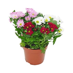 Chryzantema średniokwiatowa (Chrysanthemum) don. 12 cm