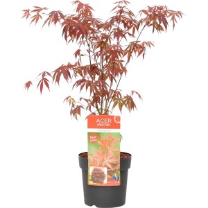 Klon palmowy 't.b.t.' w doniczce z czerwonymi liśćmi.