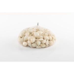 Siatka z czosnkiem sadzeniakiem, idealna do uprawy własnych warzyw.