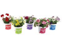 Kwitnący festival - Lobelia, Parada, Verbena Mix, 8-12 cm