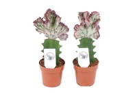 Wilczomlecz (Euphorbia Lactea Cristata) don. 5 cm