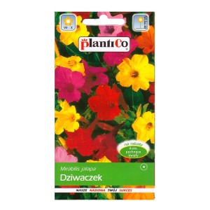 Opakowanie nasion Dziwaczka (Mirabilis jalapa) z kolorowymi kwiatami. Idealne na rabaty.