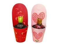 Hiacynt (Hyacinthus orientalis) w osłonce don. 9 cm