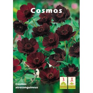 Kosmos czekoladowy 't.b.t.' z ciemnoczerwonymi kwiatami, idealny na rabaty i do donic.