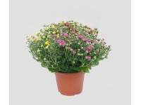 Chryzantema (Chrysanthemum sp.) samokrzewiąca 3 kolory mix - don. 14 cm