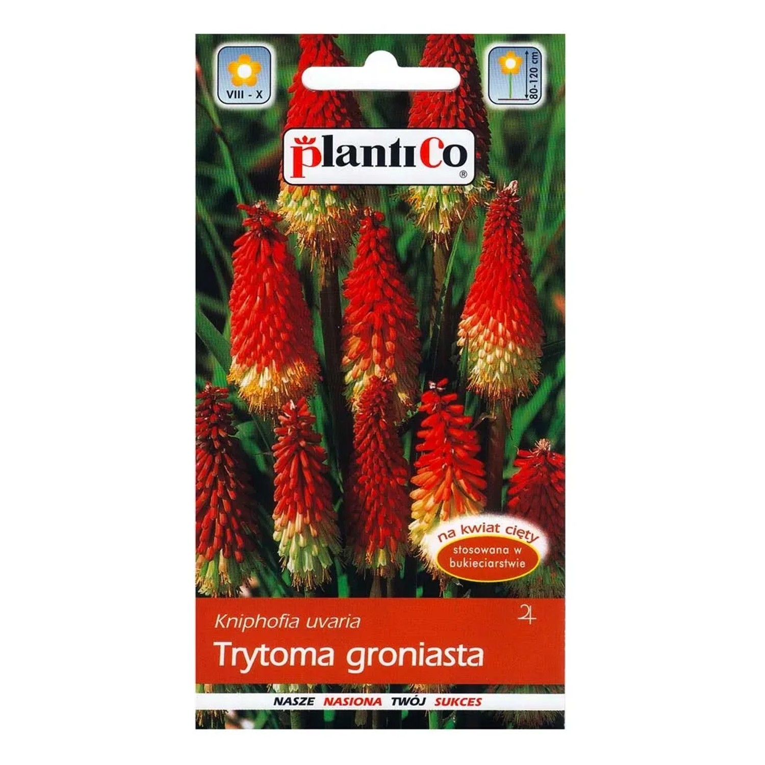 Trytoma groniasta