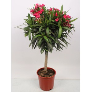 t.b.t. Roślina doniczkowa z czerwonymi kwiatami i zielonymi liśćmi w doniczce.