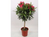 Oleander - forma drzewka (Nerium sp.)