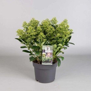 Skimmia w doniczce, zimozielona roślina stojąca z białymi pąkami kwiatowymi.