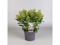 Skimmia japońska (Skimmia japonica) Finchy - don. 19 cm