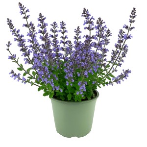 Kwitnąca kocimiętka (Nepeta faassenii) w doniczce z lawendowo-niebieskimi kwiatami.