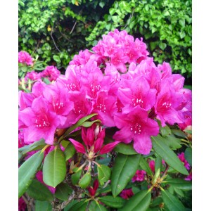 Roślina t.b.t. z jaskraworóżowymi kwiatami i zielonymi liśćmi.