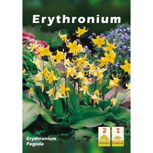 Opakowanie cebulek Erythronium Pagoda z żółtymi kwiatami.