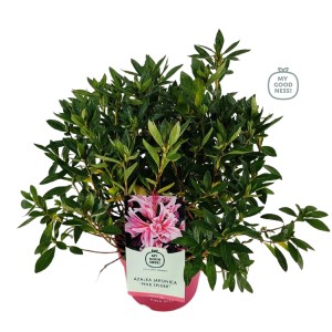 Kwitnąca Azalia japońska 'Pink Spider' w doniczce, atrakcyjna roślina kwitnąca.