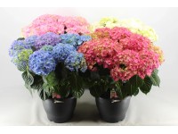 Hortensja Hydrangea macrophylla 15-20 kwiatów wys. 55cm don. 30cm