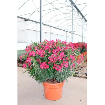 Goździk (Dianthus) 12 mix -  don. 12 cm