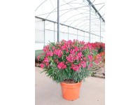 Goździk (Dianthus) 12 mix -  don. 12 cm