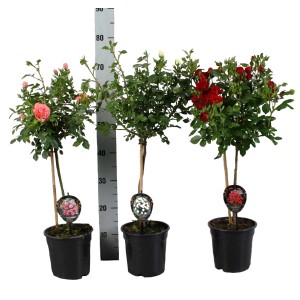 Trzy krzewy róż (Róże rabatowe) w kolorze różowym, białym i czerwonym w doniczkach.