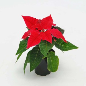 Czerwona gwiazda betlejemska w doniczce, świąteczna dekoracja bożonarodzeniowa.