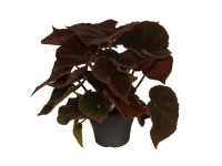 Begonia (Masoniana River) wys. 30-35cm