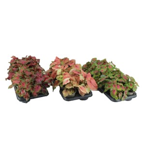 Trzy tace kwitnących roślin t.b.t. w różnych kolorach.