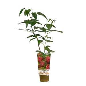 Młode drzewo owocowe t.b.t. w doniczce szkółkarskiej, zielone liście, czerwone owoce. Idealne do ogrodu.