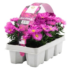 Aster mix 6-pack