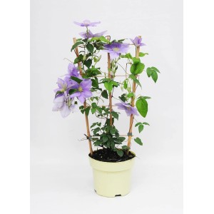 Kwitnący powojnik (Clematis) w doniczce z podporą, delikatne fioletowe kwiaty.