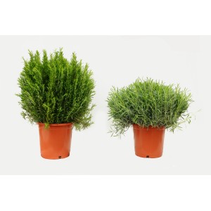 Dwie rośliny zielne t.b.t. w doniczce.