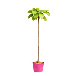 Surmia (Catalpa) szczepiona na pniu - don. 6 l