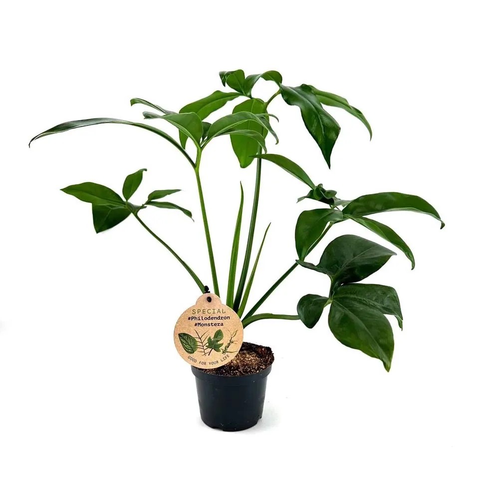 Filodendron (Philodendron Dino Feet) - don. 12 cm